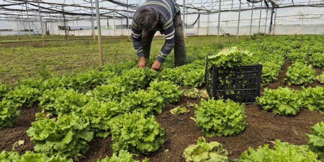 Marulda fiyat farkı açıldı: Tarlada 15 TL, tezgahta 100 TL 2